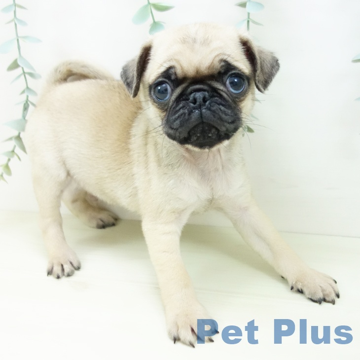 宮城県のパグ (ペットプラス 仙台上杉店/2025年10月30日生まれ/男の子/フォーン)の子犬の1枚目の画像