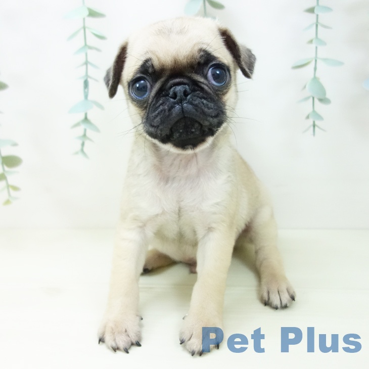 宮城県のパグ (ペットプラス 仙台上杉店/2025年10月30日生まれ/男の子/フォーン)の子犬の2枚目の画像
