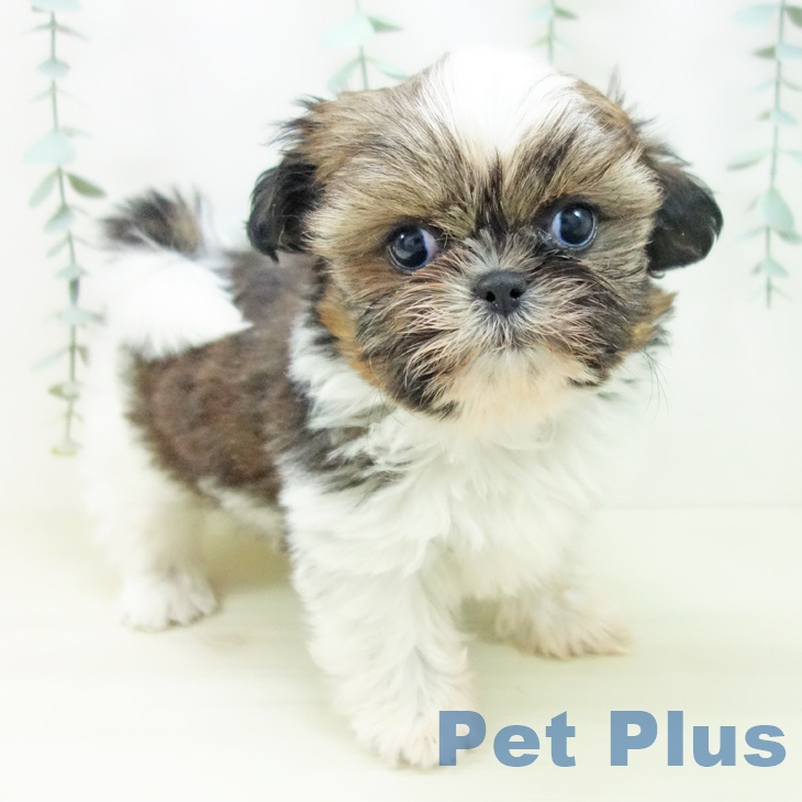 愛知県のシーズー (ペットプラス 豊田店/2025年10月30日生まれ/女の子/ゴールドホワイト)の子犬の1枚目の画像