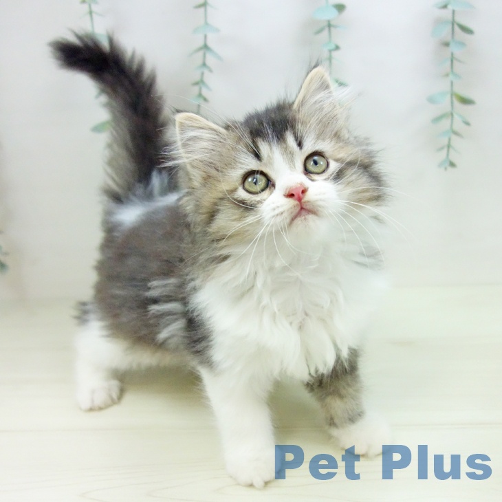 埼玉県のラガマフィン (ペットプラス 浦和美園店/2025年10月24日生まれ/女の子/ブラウンタビーホワイト)の子猫の1枚目の画像