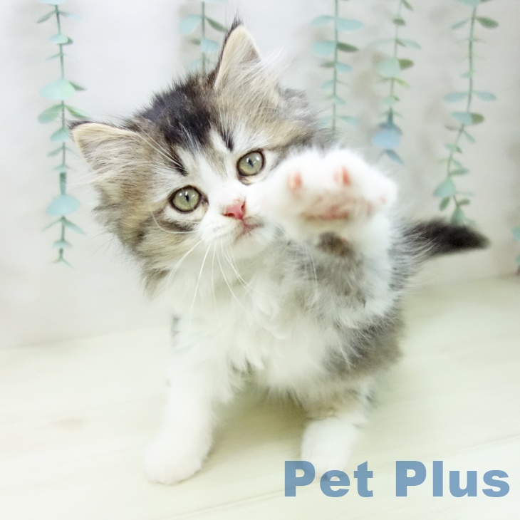 埼玉県のラガマフィン (ペットプラス 浦和美園店/2025年10月24日生まれ/女の子/ブラウンタビーホワイト)の子猫の2枚目の画像