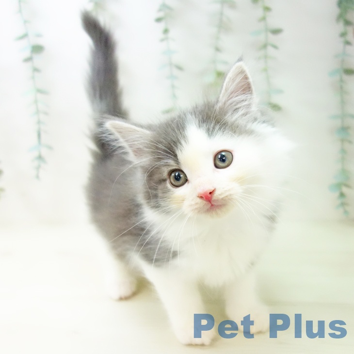 埼玉県のノルウェージャンフォレストキャット (ペッツワン 吉川美南店/2025年10月31日生まれ/男の子/ブルータビーホワイト)の子猫の1枚目の画像