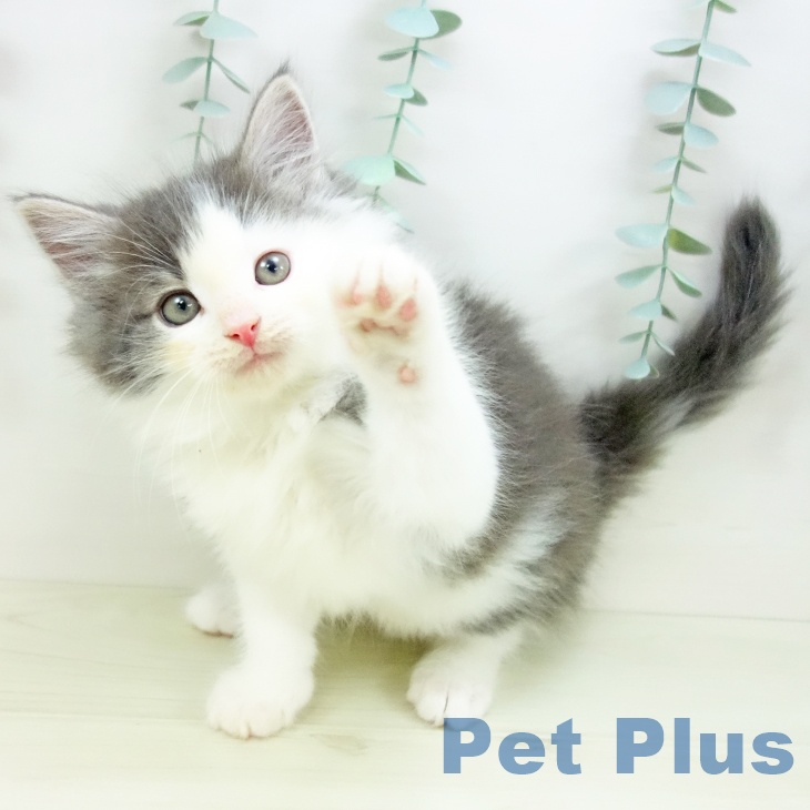 埼玉県のノルウェージャンフォレストキャット (ペッツワン 吉川美南店/2025年10月31日生まれ/男の子/ブルータビーホワイト)の子猫の2枚目の画像