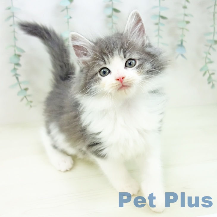千葉県のノルウェージャンフォレストキャット (ペッツワン 千葉ニュータウン店/2025年10月31日生まれ/男の子/ブルータビーホワイト)の子猫の1枚目の画像