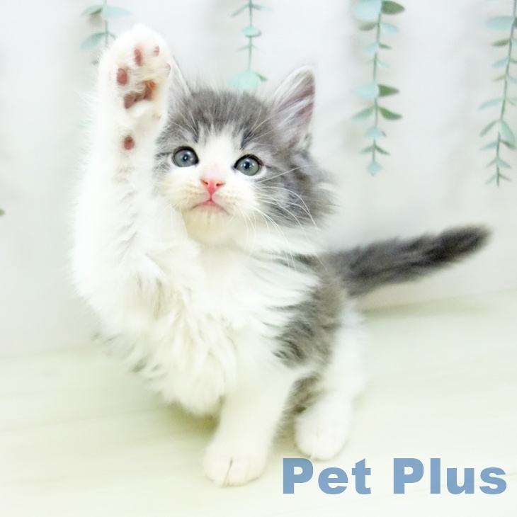 千葉県のノルウェージャンフォレストキャット (ペッツワン 千葉ニュータウン店/2025年10月31日生まれ/男の子/ブルータビーホワイト)の子猫の2枚目の画像