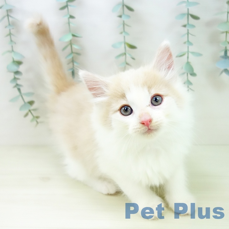 茨城県のノルウェージャンフォレストキャット (ペットプラス つくば店/2025年10月31日生まれ/男の子/クリームタビーホワイト)の子猫の1枚目の画像