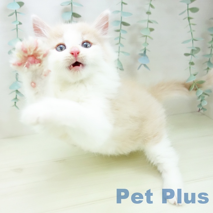 茨城県のノルウェージャンフォレストキャット (ペットプラス つくば店/2025年10月31日生まれ/男の子/クリームタビーホワイト)の子猫の2枚目の画像