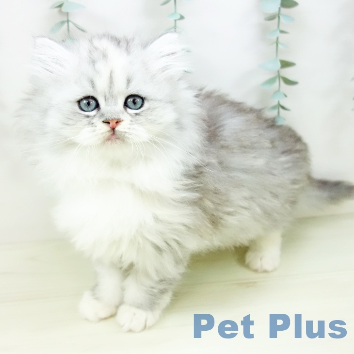 埼玉県のミヌエット (ペットプラス ららぽーと富士見店/2025年10月30日生まれ/女の子/シルバータビーホワイト)の子猫の1枚目の画像