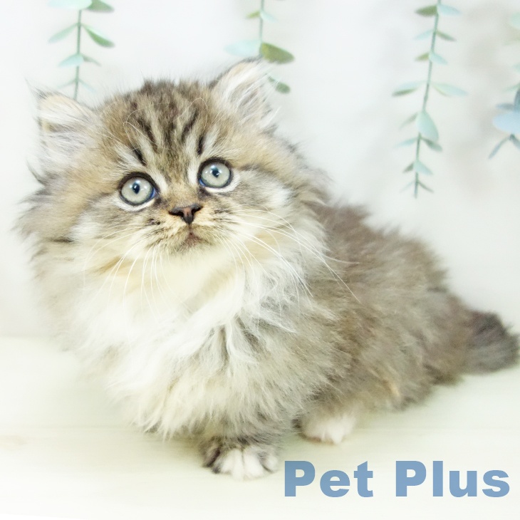 茨城県のミヌエット (ペットプラス つくば店/2025年10月30日生まれ/女の子/ブラウンタビーホワイト)の子猫の1枚目の画像