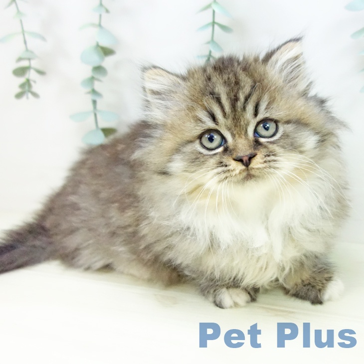 茨城県のミヌエット (ペットプラス つくば店/2025年10月30日生まれ/女の子/ブラウンタビーホワイト)の子猫の2枚目の画像