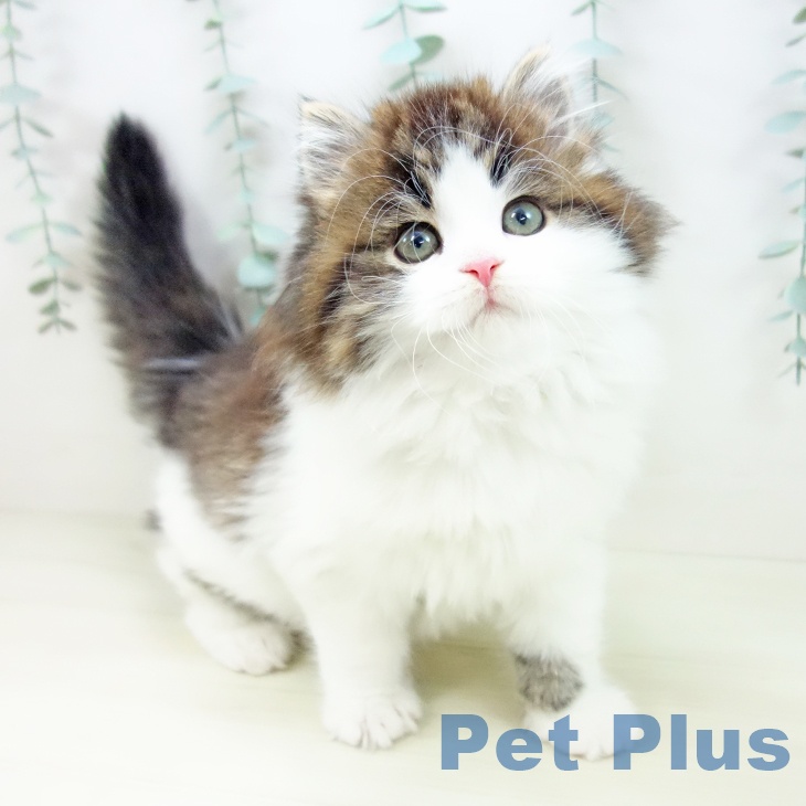 岐阜県のスコティッシュフォールド (ペットプラス 各務原店/2025年10月27日生まれ/男の子/ブラウンタビーホワイト)の子猫の1枚目の画像