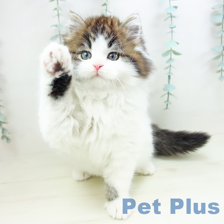 岐阜県のスコティッシュフォールド (ペットプラス 各務原店/2025年10月27日生まれ/男の子/ブラウンタビーホワイト)の子猫の2枚目の画像