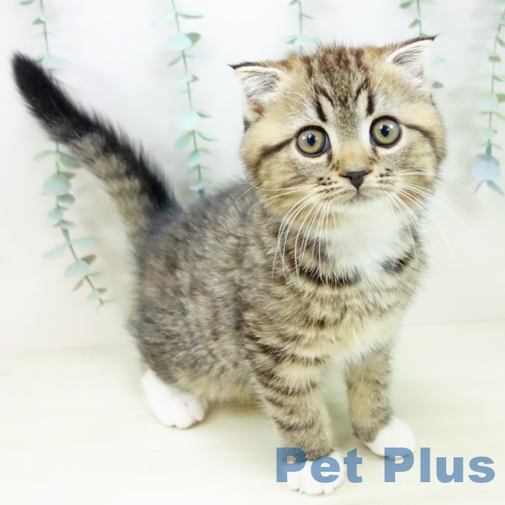 山形県のスコティッシュフォールド (ペットプラス 天童店/2025年10月27日生まれ/男の子/ブラウンタビーホワイト)の子猫の1枚目の画像