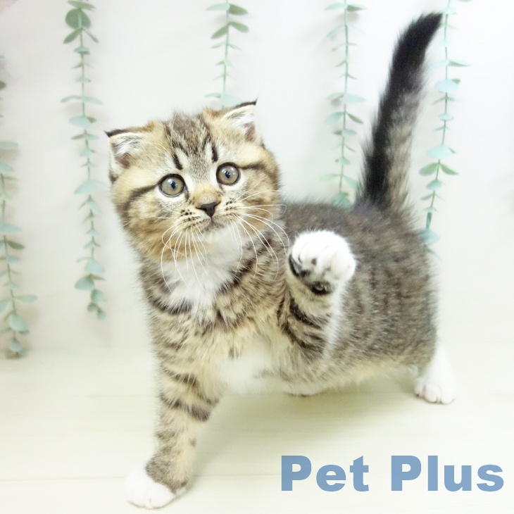 山形県のスコティッシュフォールド (ペットプラス 天童店/2025年10月27日生まれ/男の子/ブラウンタビーホワイト)の子猫の2枚目の画像