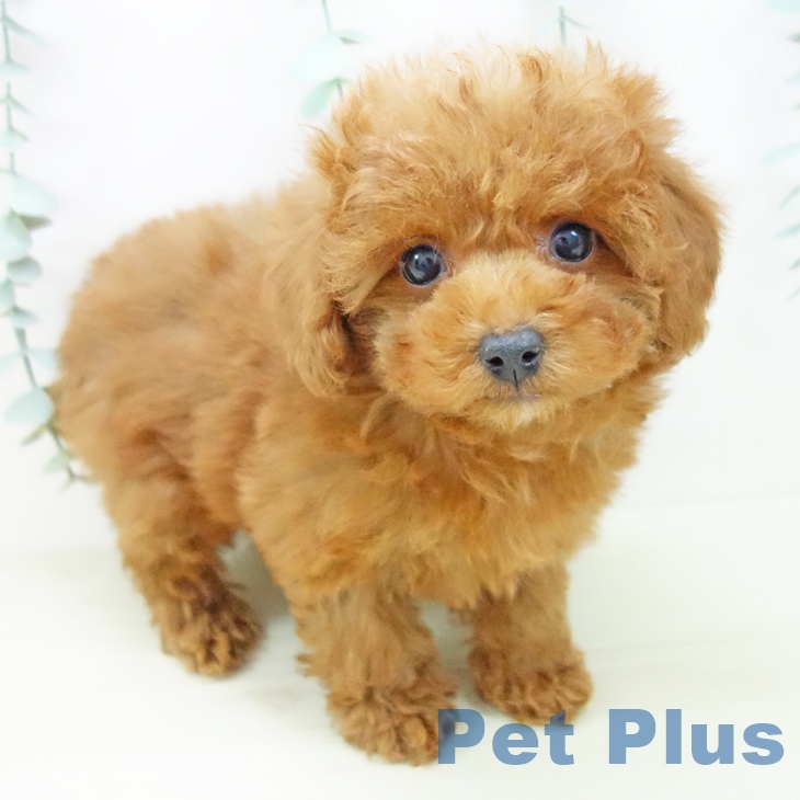 愛知県のトイプードル(トイ) (ペットプラス イオンモール豊川店/2025年10月29日生まれ/女の子/レッド)の子犬の1枚目の画像