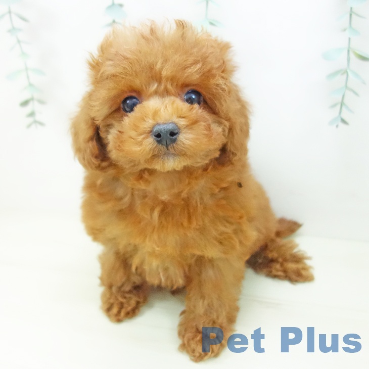 愛知県のトイプードル(トイ) (ペットプラス イオンモール豊川店/2025年10月29日生まれ/女の子/レッド)の子犬の2枚目の画像