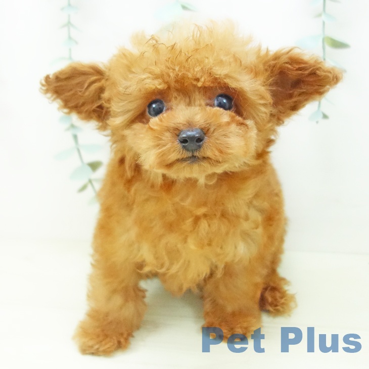 愛知県のトイプードル(トイ) (ペットプラス 名古屋茶屋店/2025年10月29日生まれ/女の子/レッド)の子犬の1枚目の画像