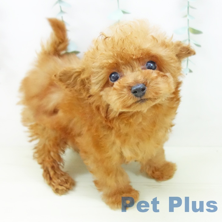 愛知県のトイプードル(トイ) (ペットプラス 名古屋茶屋店/2025年10月29日生まれ/女の子/レッド)の子犬の2枚目の画像