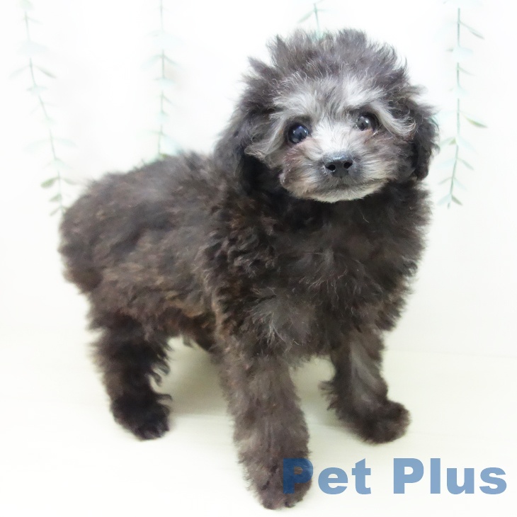 愛知県のトイプードル(トイ) (ペットプラス 千音寺店/2025年10月25日生まれ/女の子/シルバー)の子犬の2枚目の画像