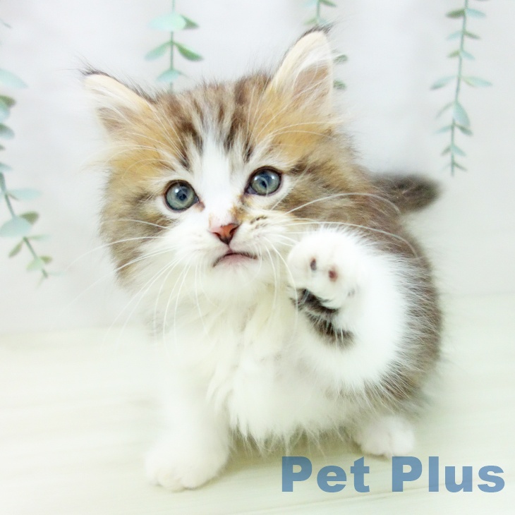 愛知県のマンチカン (ペットプラス 則武新町店/2025年10月17日生まれ/男の子/ブラウンタビーホワイト)の子猫の2枚目の画像