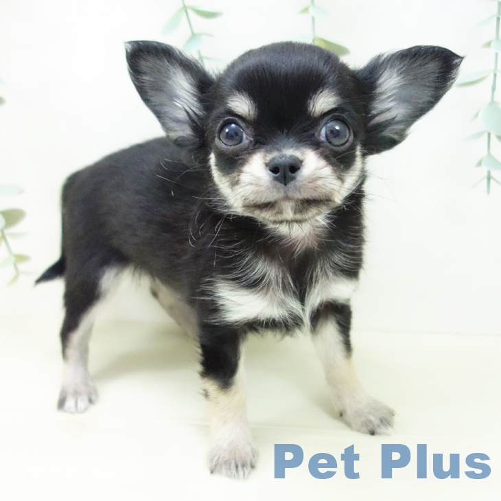 三重県のチワワ(ロング) (ペットプラス 鈴鹿店/2025年11月1日生まれ/男の子/ブラックタンホワイト)の子犬の1枚目の画像