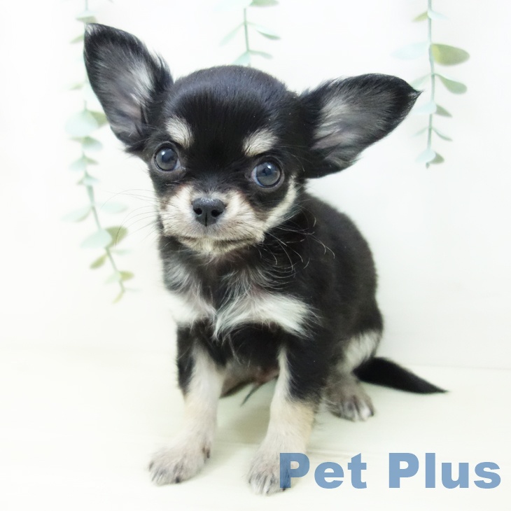 三重県のチワワ(ロング) (ペットプラス 鈴鹿店/2025年11月1日生まれ/男の子/ブラックタンホワイト)の子犬の2枚目の画像