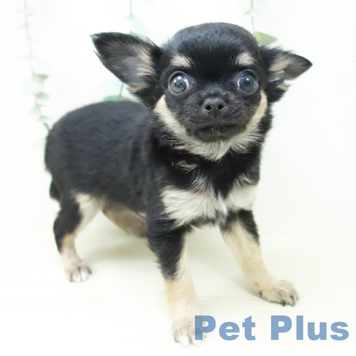 愛知県のチワワ(ロング) (ペットプラス 豊田店/2025年11月1日生まれ/男の子/ブラックタンホワイト)の子犬の1枚目の画像
