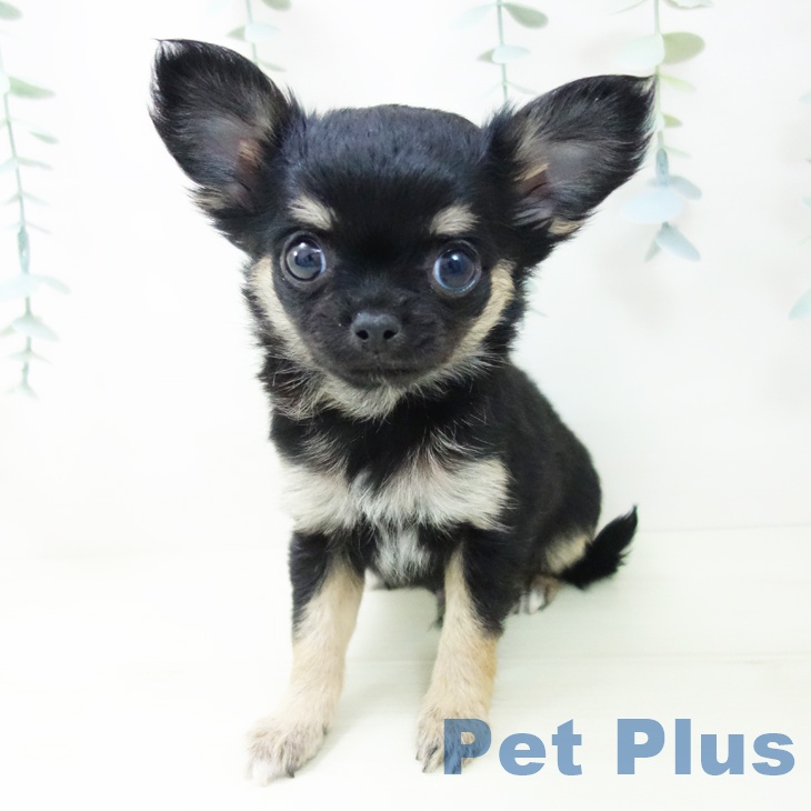 愛知県のチワワ(ロング) (ペットプラス 豊田店/2025年11月1日生まれ/男の子/ブラックタンホワイト)の子犬の2枚目の画像