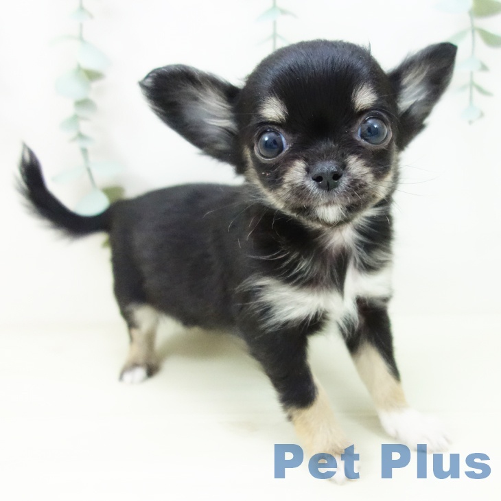 愛知県のチワワ(ロング) (ペットプラス mozoワンダーシティ店/2025年11月1日生まれ/女の子/ブラックタンホワイト)の子犬の1枚目の画像