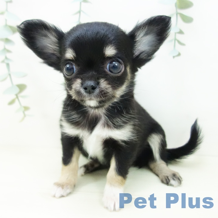 愛知県のチワワ(ロング) (ペットプラス mozoワンダーシティ店/2025年11月1日生まれ/女の子/ブラックタンホワイト)の子犬の2枚目の画像
