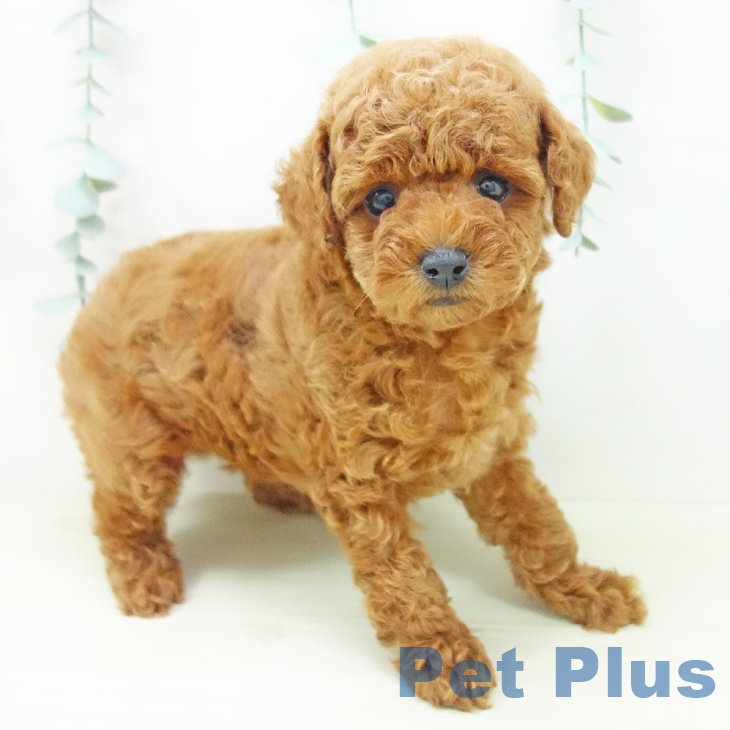 愛知県のトイプードル(トイ) (ペットプラス 熱田店/2025年11月1日生まれ/男の子/レッド)の子犬の1枚目の画像