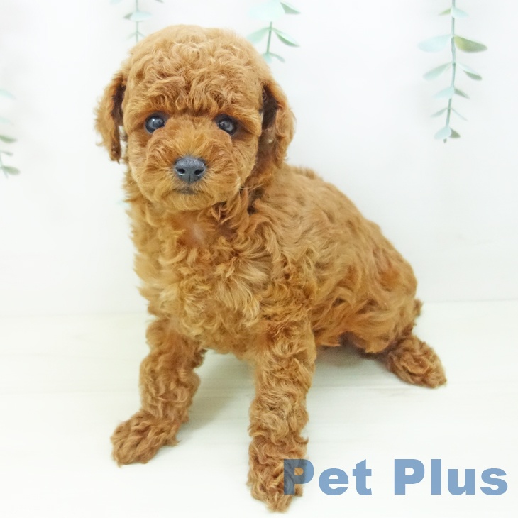 愛知県のトイプードル(トイ) (ペットプラス 熱田店/2025年11月1日生まれ/男の子/レッド)の子犬の2枚目の画像