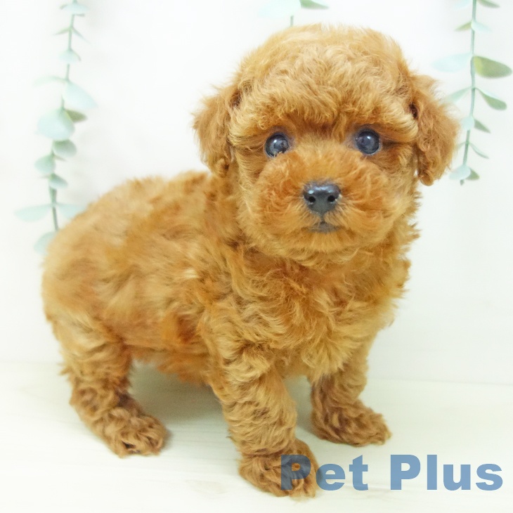 愛知県のトイプードル(トイ) (ペットプラス ナゴヤドーム前店/2025年11月1日生まれ/男の子/レッド)の子犬の1枚目の画像