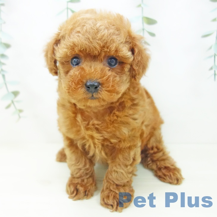 愛知県のトイプードル(トイ) (ペットプラス ナゴヤドーム前店/2025年11月1日生まれ/男の子/レッド)の子犬の2枚目の画像
