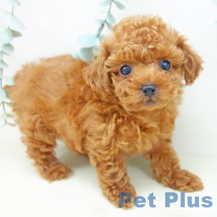 岐阜県のトイプードル(トイ) (ペットプラス 各務原店/2025年11月1日生まれ/男の子/レッド)の子犬の1枚目の画像