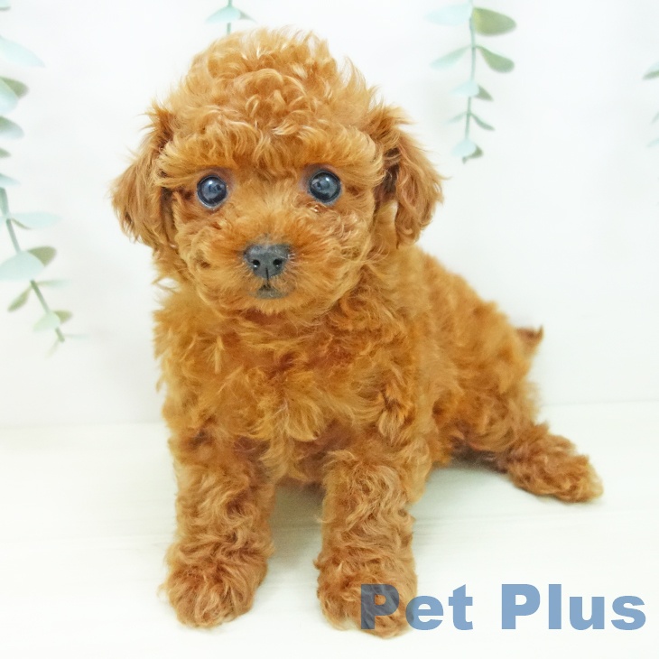 岐阜県のトイプードル(トイ) (ペットプラス 各務原店/2025年11月1日生まれ/男の子/レッド)の子犬の2枚目の画像