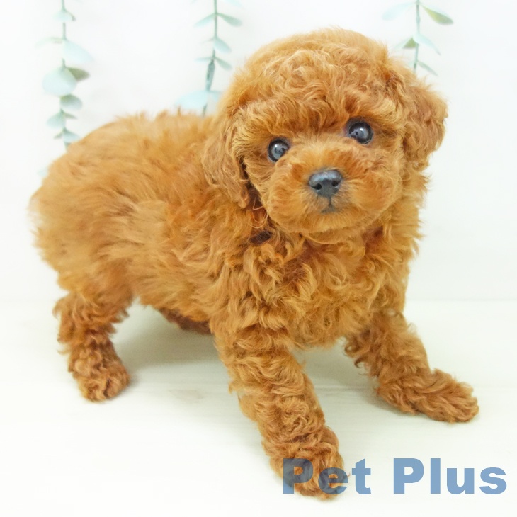 愛知県のトイプードル(トイ) (ペットプラス ナゴヤドーム前店/2025年11月1日生まれ/女の子/レッド)の子犬の1枚目の画像