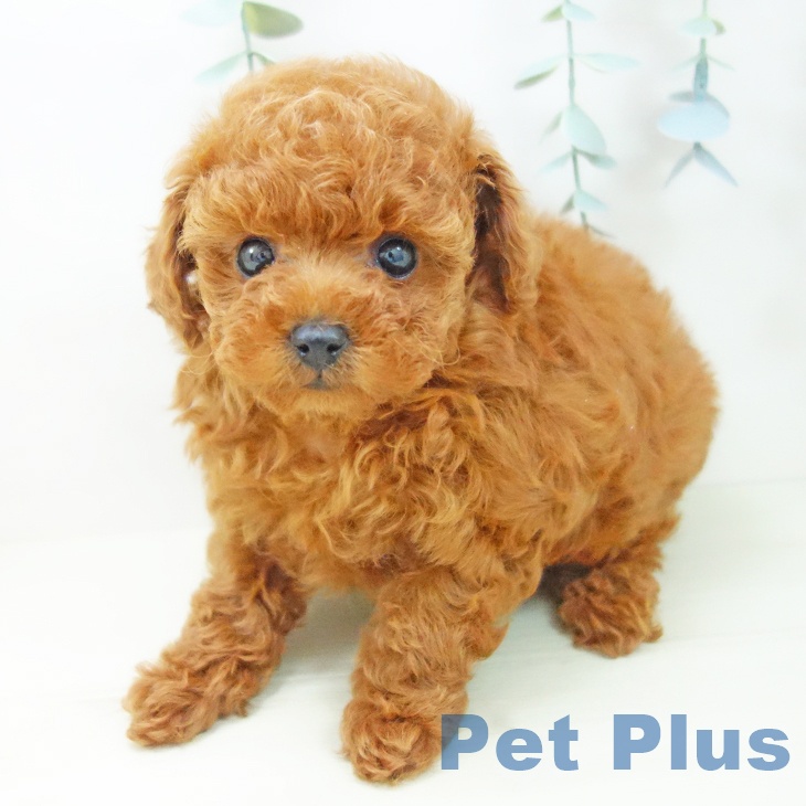 愛知県のトイプードル(トイ) (ペットプラス ナゴヤドーム前店/2025年11月1日生まれ/女の子/レッド)の子犬の2枚目の画像