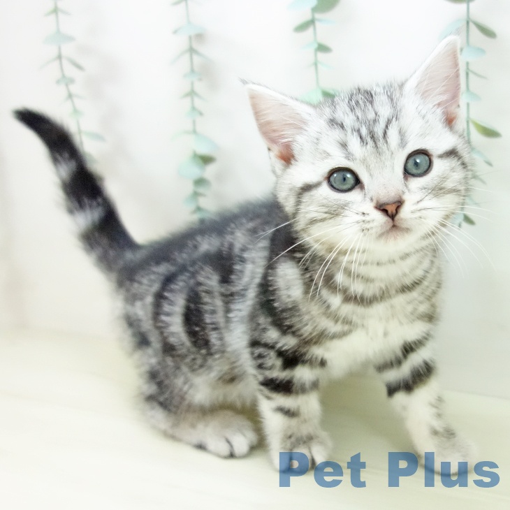 岐阜県のアメリカンショートヘアー (ペットプラス 各務原店/2025年11月1日生まれ/男の子/シルバータビー)の子猫の1枚目の画像