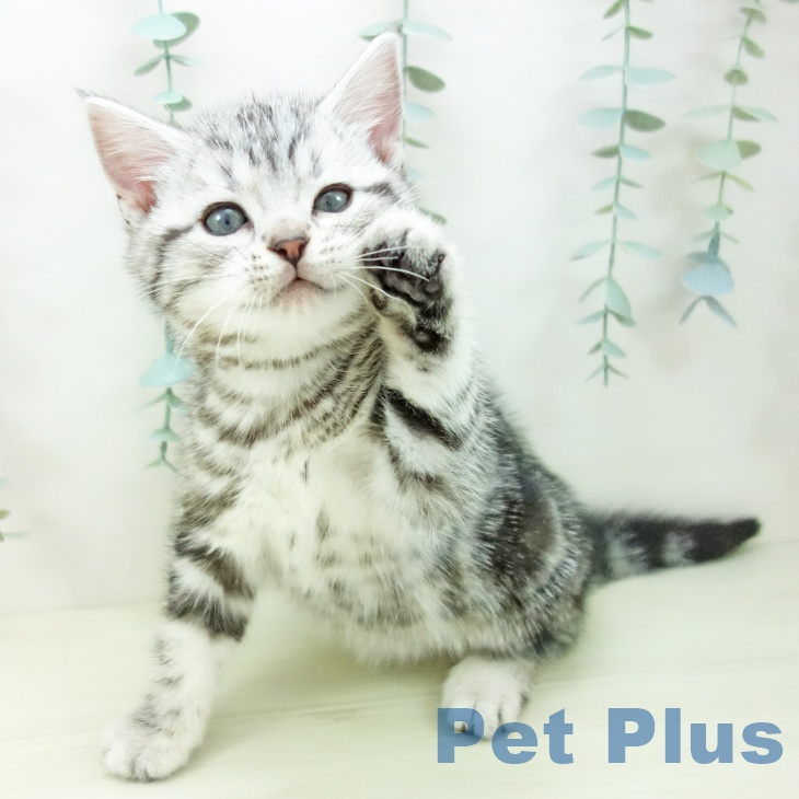 岐阜県のアメリカンショートヘアー (ペットプラス 各務原店/2025年11月1日生まれ/男の子/シルバータビー)の子猫の2枚目の画像