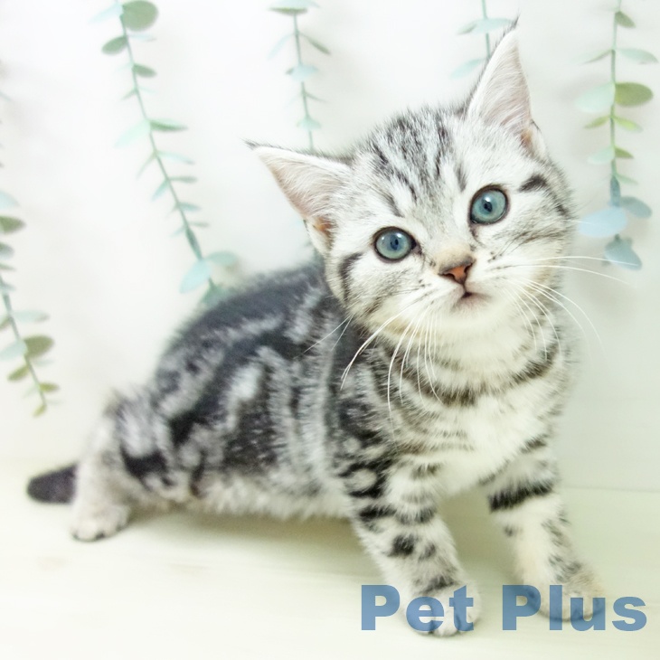 愛知県のアメリカンショートヘアー (ペットプラス mozoワンダーシティ店/2025年11月1日生まれ/女の子/シルバータビー)の子猫の1枚目の画像