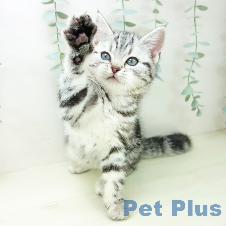 愛知県のアメリカンショートヘアー (ペットプラス mozoワンダーシティ店/2025年11月1日生まれ/女の子/シルバータビー)の子猫の2枚目の画像