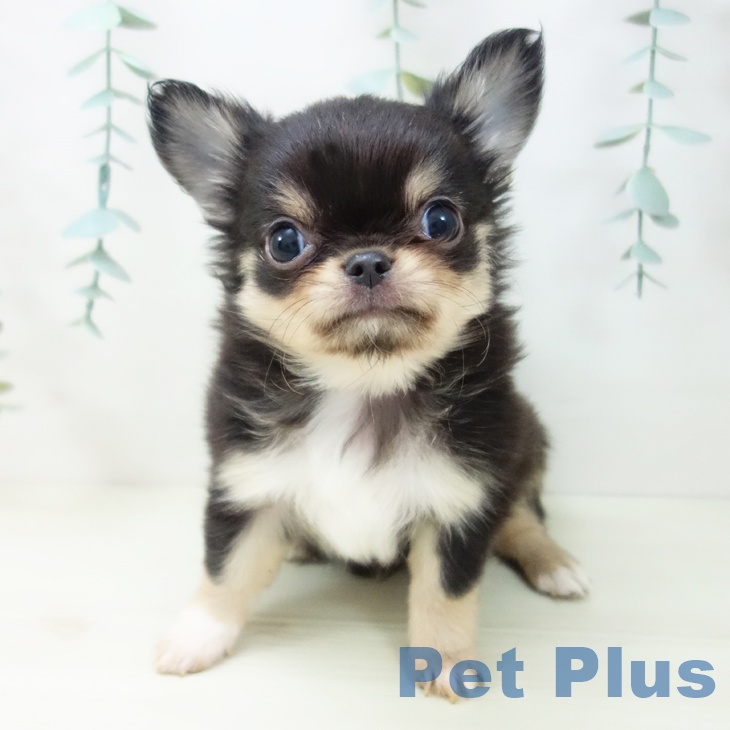 愛知県のチワワ(ロング) (ペットプラス ナゴヤドーム前店/2025年11月1日生まれ/男の子/ブラックタンホワイト)の子犬の2枚目の画像