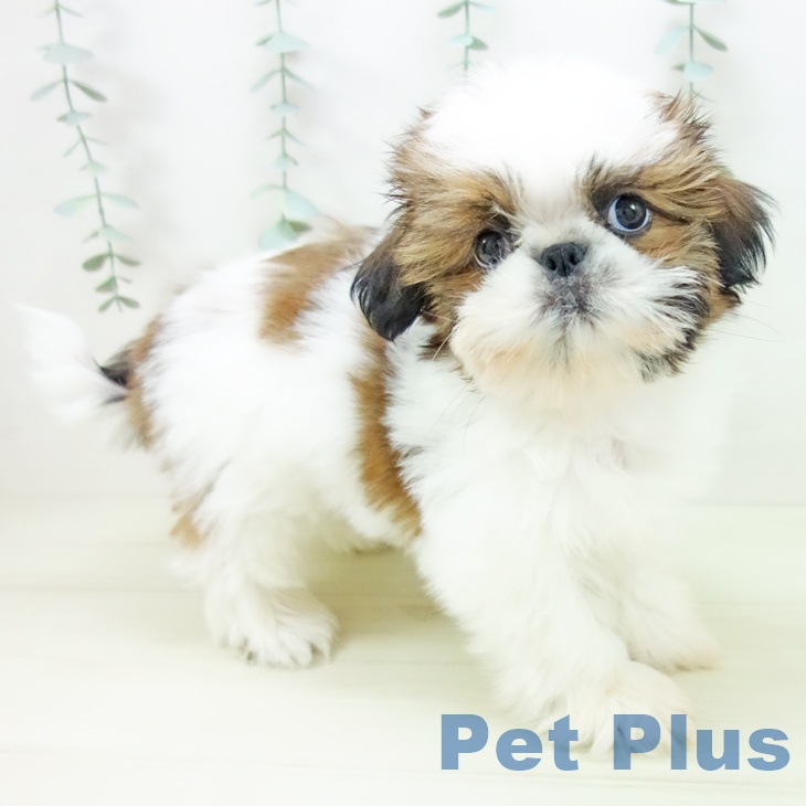 愛知県のシーズー (ペットプラス ナゴヤドーム前店/2025年10月22日生まれ/男の子/ゴールドホワイト)の子犬の2枚目の画像