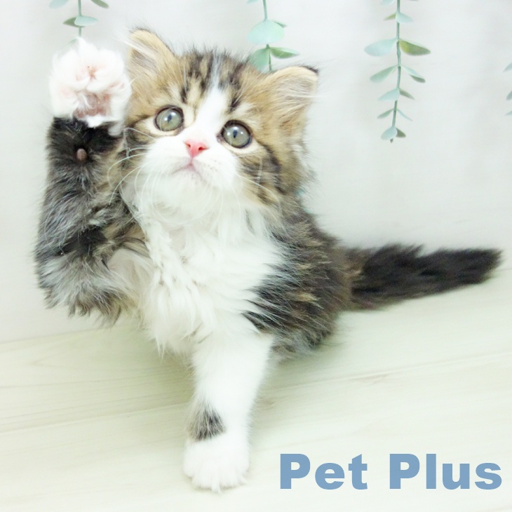 福井県のスコティッシュフォールド (ペットプラス 福井店/2025年10月20日生まれ/男の子/ブラウンタビーホワイト)の子猫の1枚目の画像