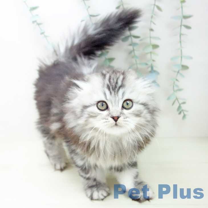 愛知県のスコティッシュフォールド (ペットプラス 名古屋茶屋店/2025年10月20日生まれ/男の子/シルバータビー)の子猫の1枚目の画像