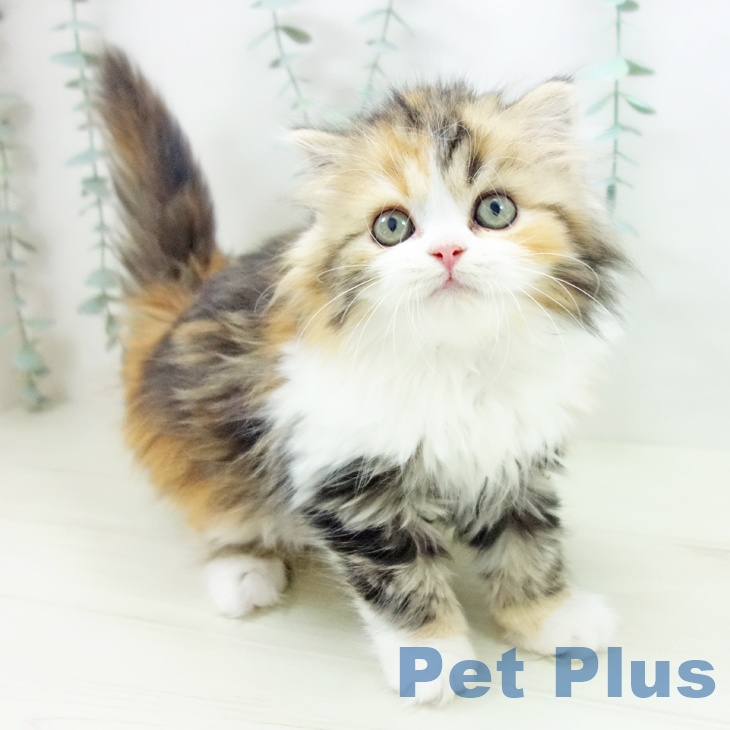 愛知県のスコティッシュフォールド (ペットプラス ナゴヤドーム前店/2025年10月20日生まれ/女の子/ブラウンパッチドタビーホワイト)の子猫の1枚目の画像