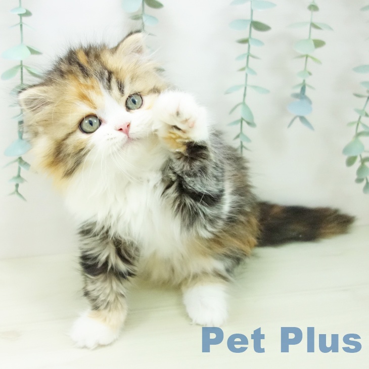 愛知県のスコティッシュフォールド (ペットプラス ナゴヤドーム前店/2025年10月20日生まれ/女の子/ブラウンパッチドタビーホワイト)の子猫の2枚目の画像