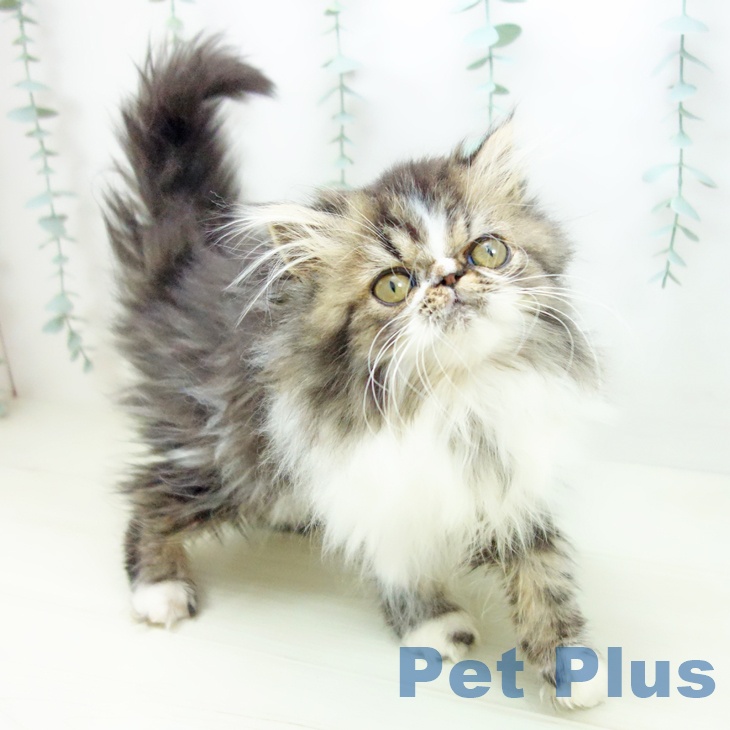 三重県のエキゾチック (ペットプラス 鈴鹿店/2025年10月7日生まれ/男の子/ブラウンタビーホワイト)の子猫の1枚目の画像