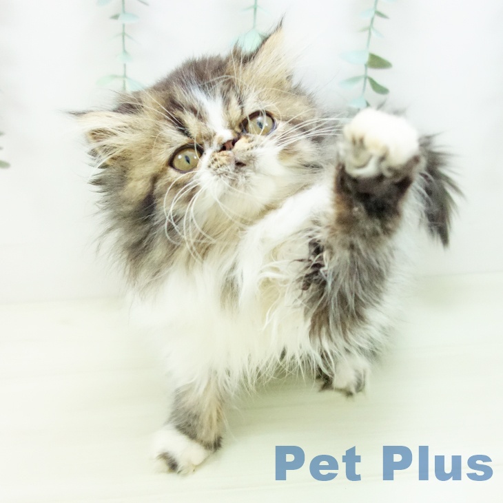 三重県のエキゾチック (ペットプラス 鈴鹿店/2025年10月7日生まれ/男の子/ブラウンタビーホワイト)の子猫の2枚目の画像